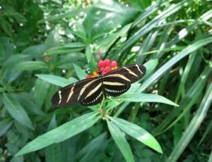 zebra longwing butterfly thumbnail