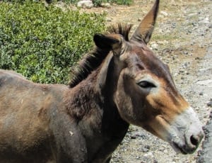 brown donkey thumbnail