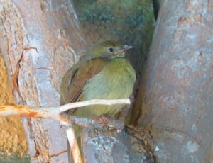brown capped green bird thumbnail