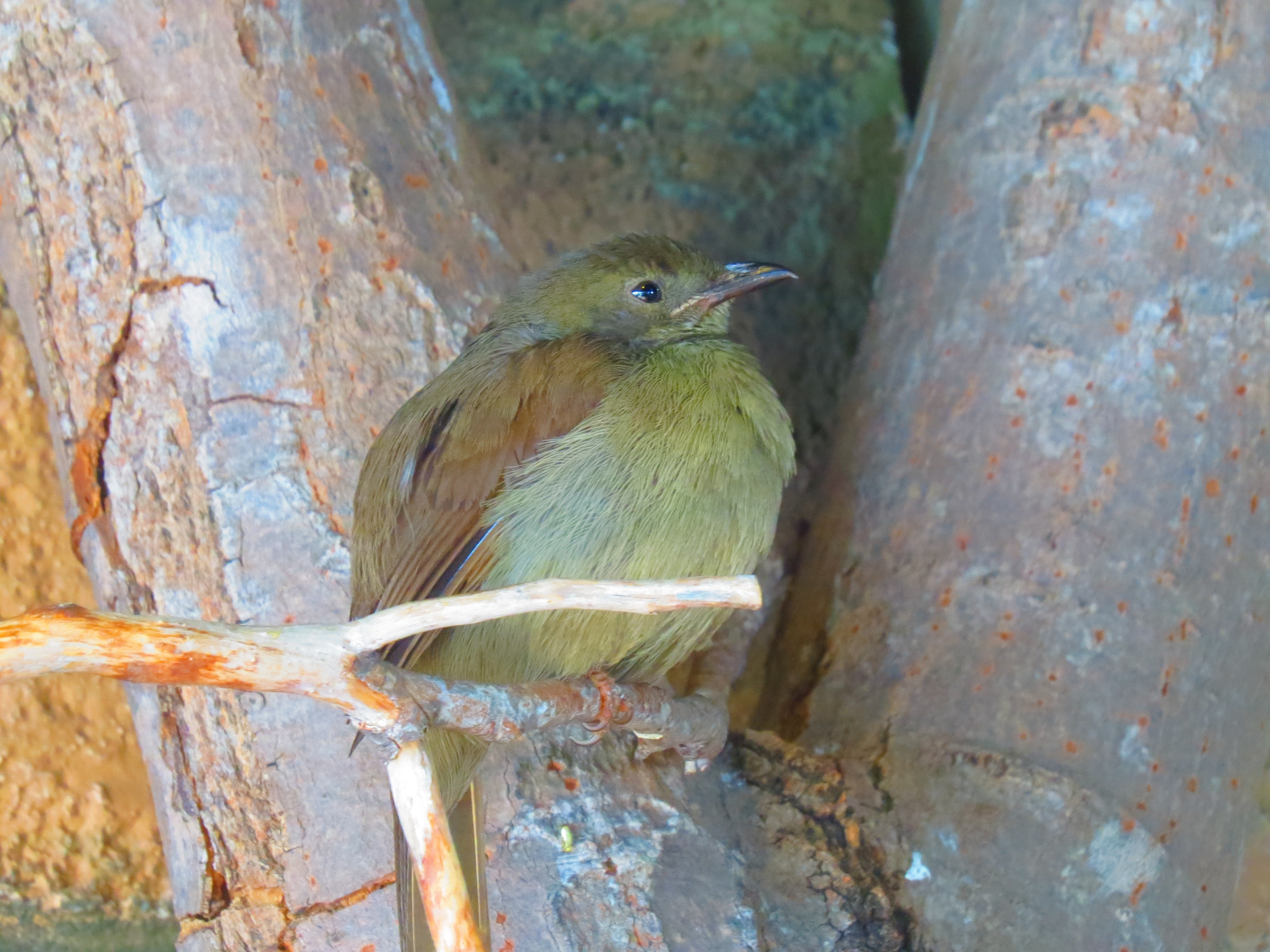 brown capped green bird