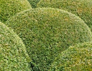 green leafed round plants lot thumbnail