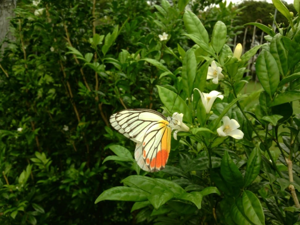yellow white and orange coated butterfly preview