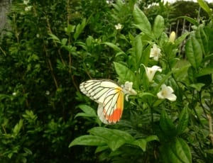 yellow white and orange coated butterfly thumbnail