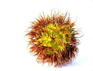 green and brown fruit thumbnail