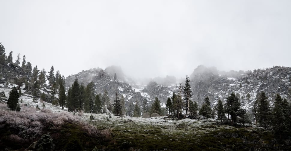 pine tree near snowcap mountain preview