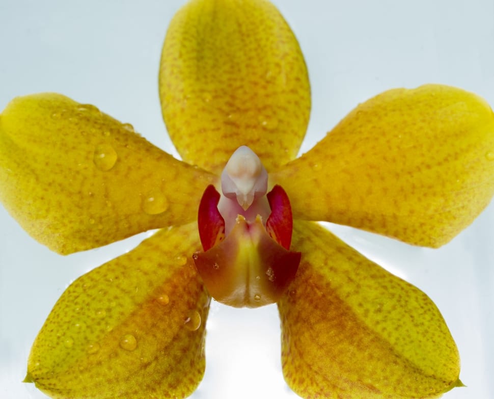 yellow orchid flower preview