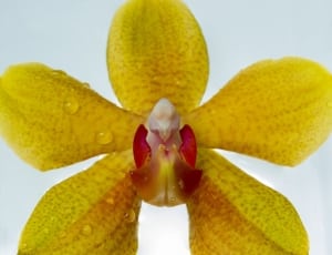 yellow orchid flower thumbnail
