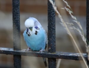 blue and white short beak bird thumbnail