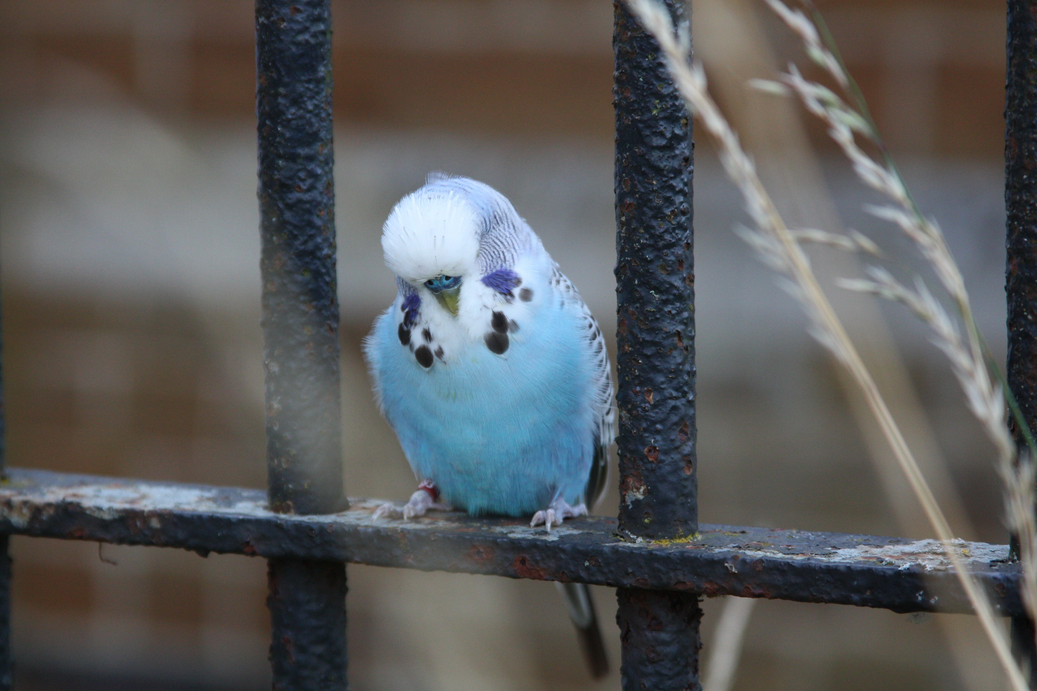 blue and white short beak bird