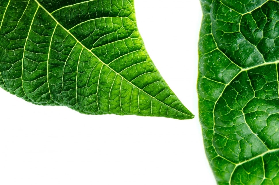 Organic, Macro, Green, Environmental, leaf, green color preview