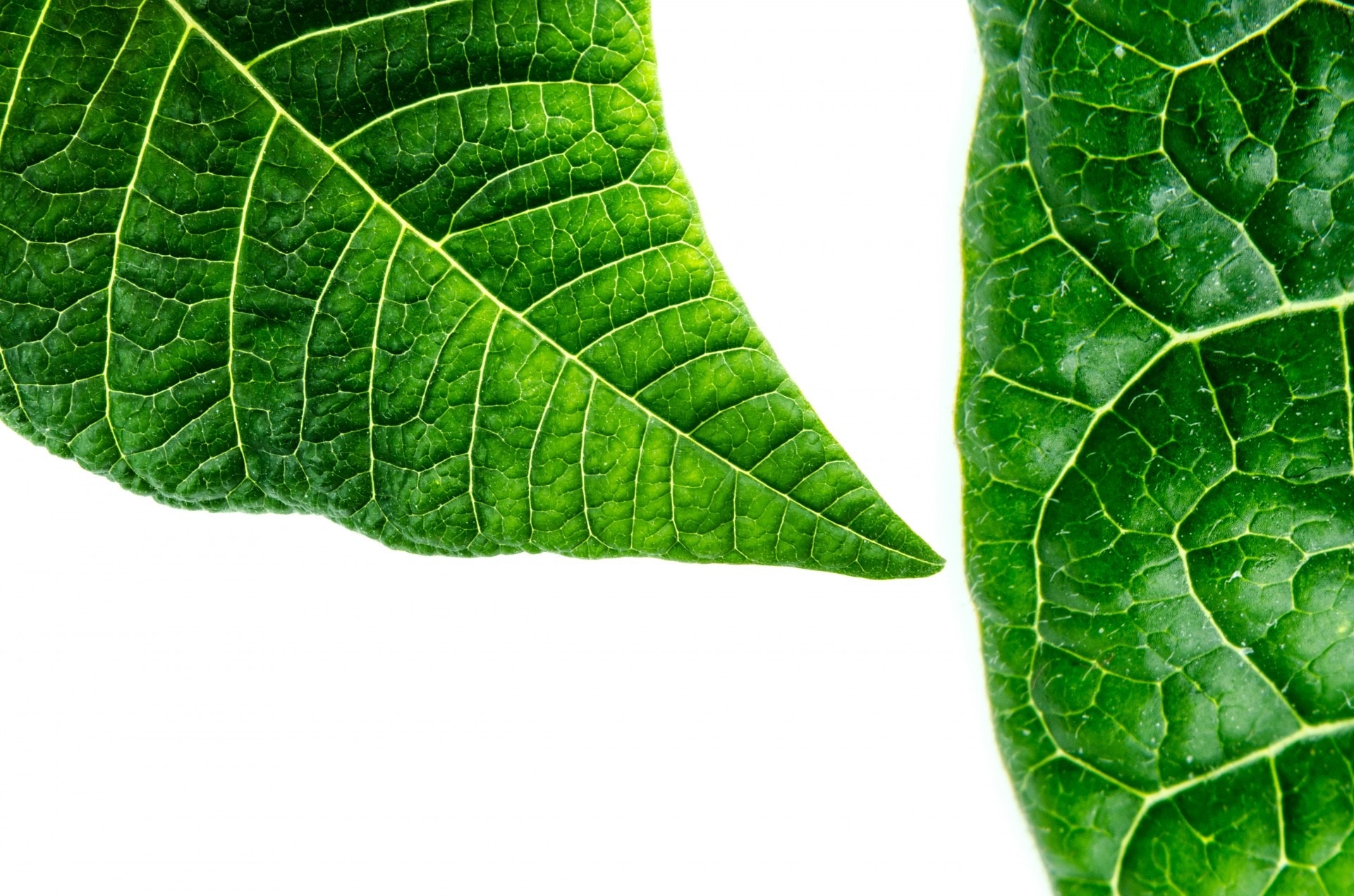 Organic, Macro, Green, Environmental, leaf, green color