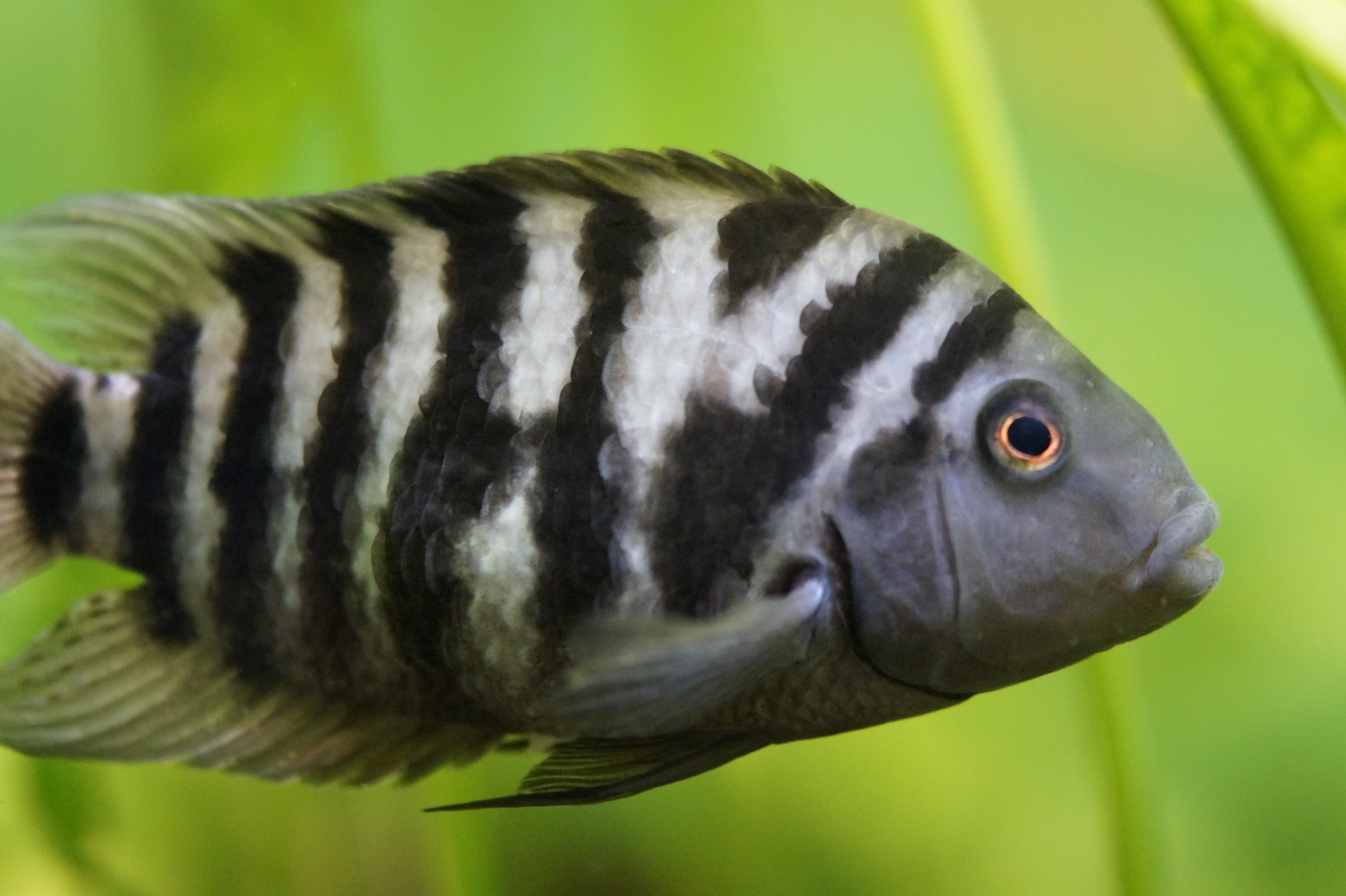 black and silver stripe pet fish