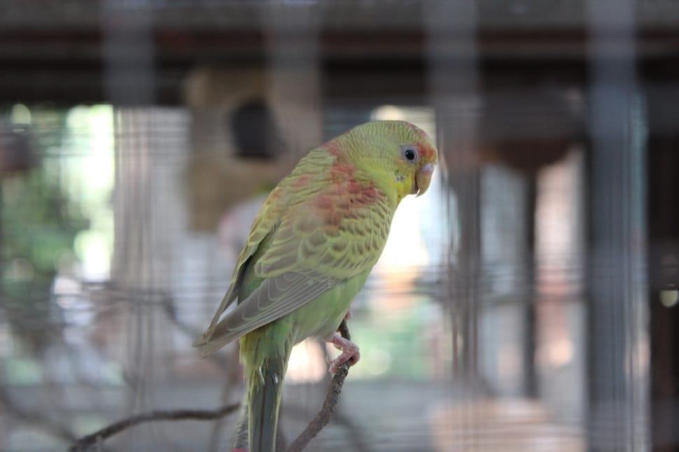 green and pink budgerigar preview