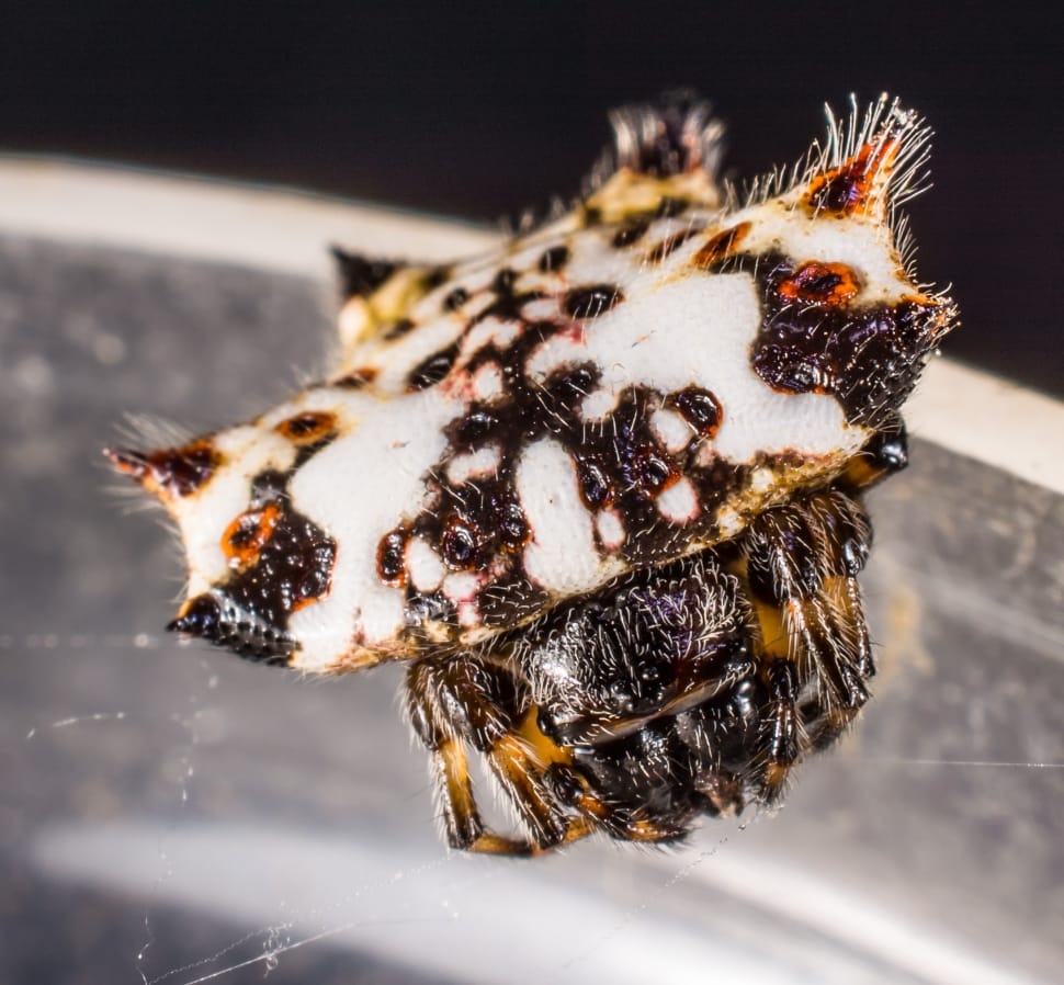 spiny orb weaver spider preview
