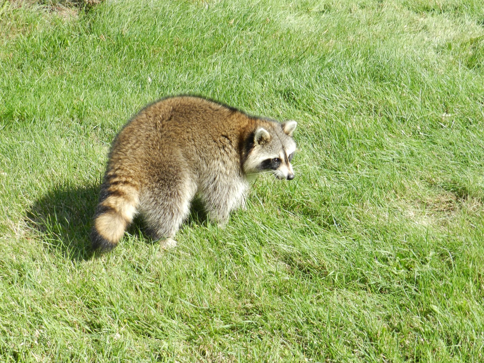 brown and white racoon