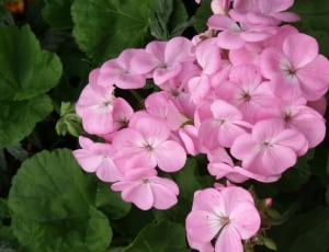 pink geraniums thumbnail
