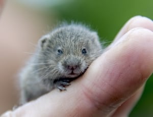 gray short coat rodent thumbnail