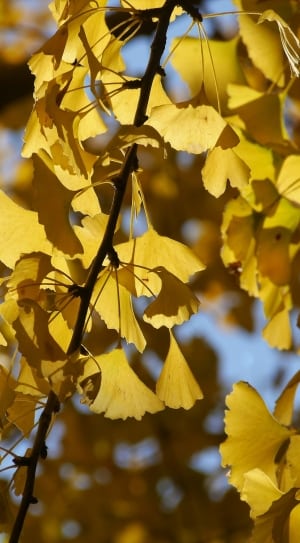 yellow maple leaf tree thumbnail