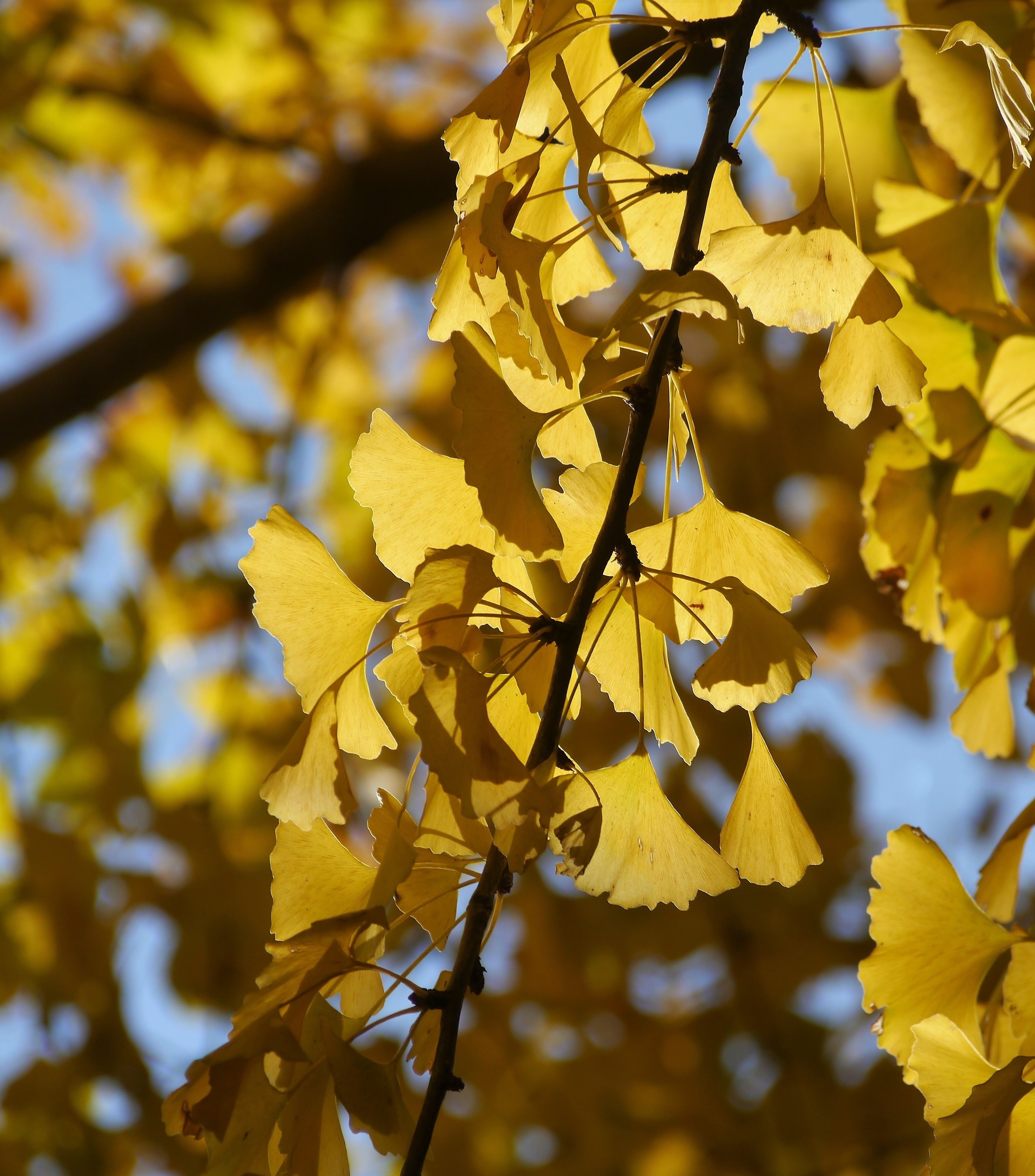 yellow maple leaf tree
