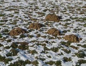 snow covered grass field thumbnail