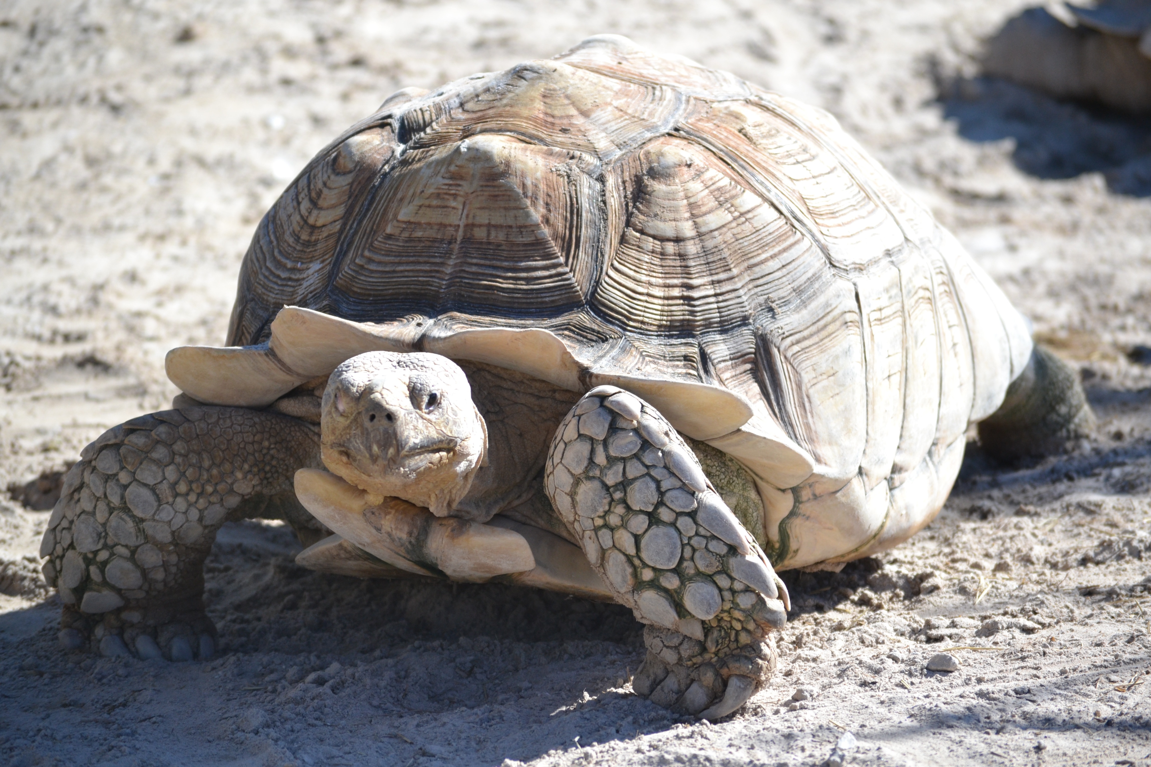 Черепаха медленно ползет. Гигантская черепаха Среднеазиатская. Черепаха Гофер. Среднеазиатская черепаха в дикой природе. Борнейская черепаха.
