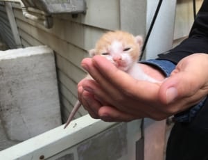 white and orange kitten thumbnail