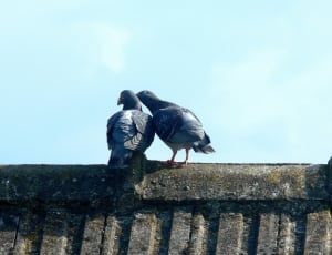 pair of gray and black checkered pigeons thumbnail