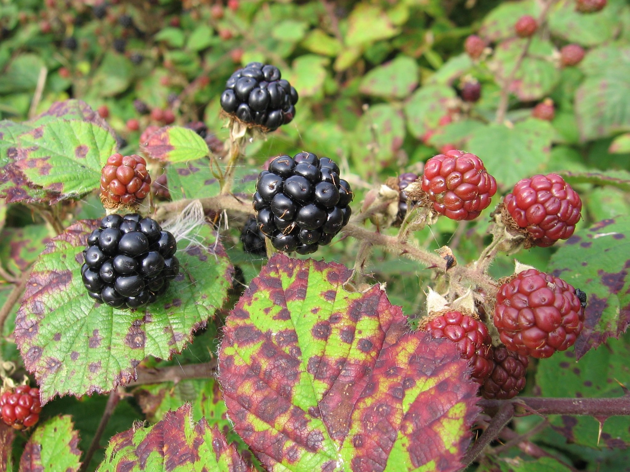 black and red fruits