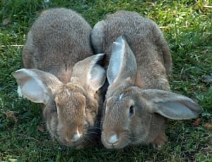 2 brown and grey rabbits thumbnail