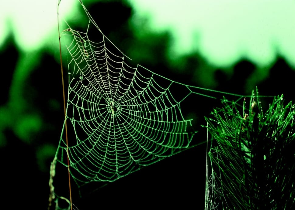 white cobweb preview
