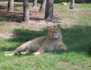 brown liger lying on grass field during daytime thumbnail