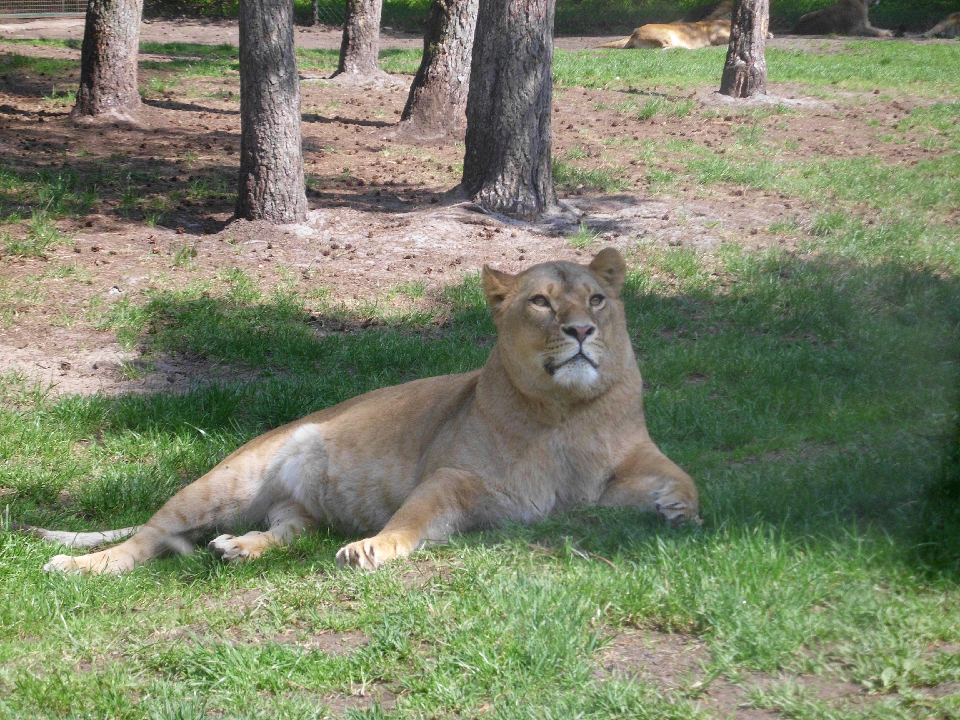 brown liger lying on grass field during daytime