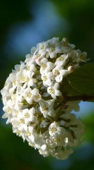 white petaled cluster flower thumbnail