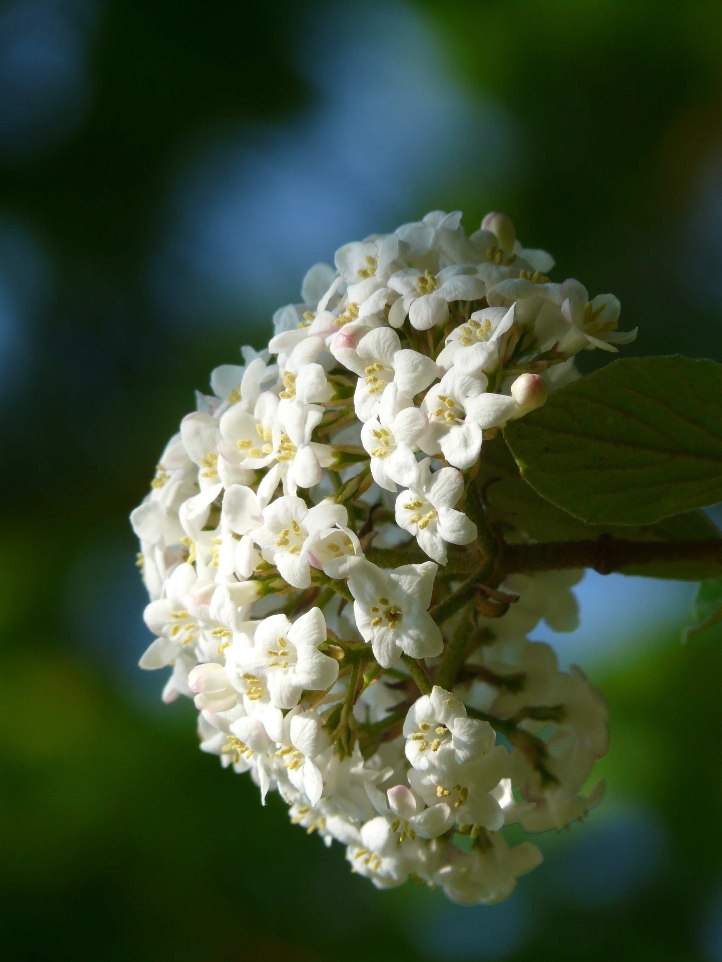 white petaled cluster flower