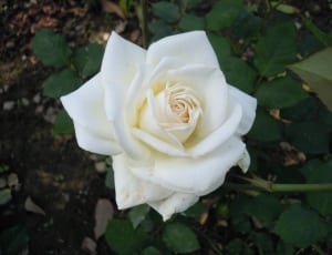 white rose thumbnail