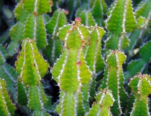 green cactus lot thumbnail
