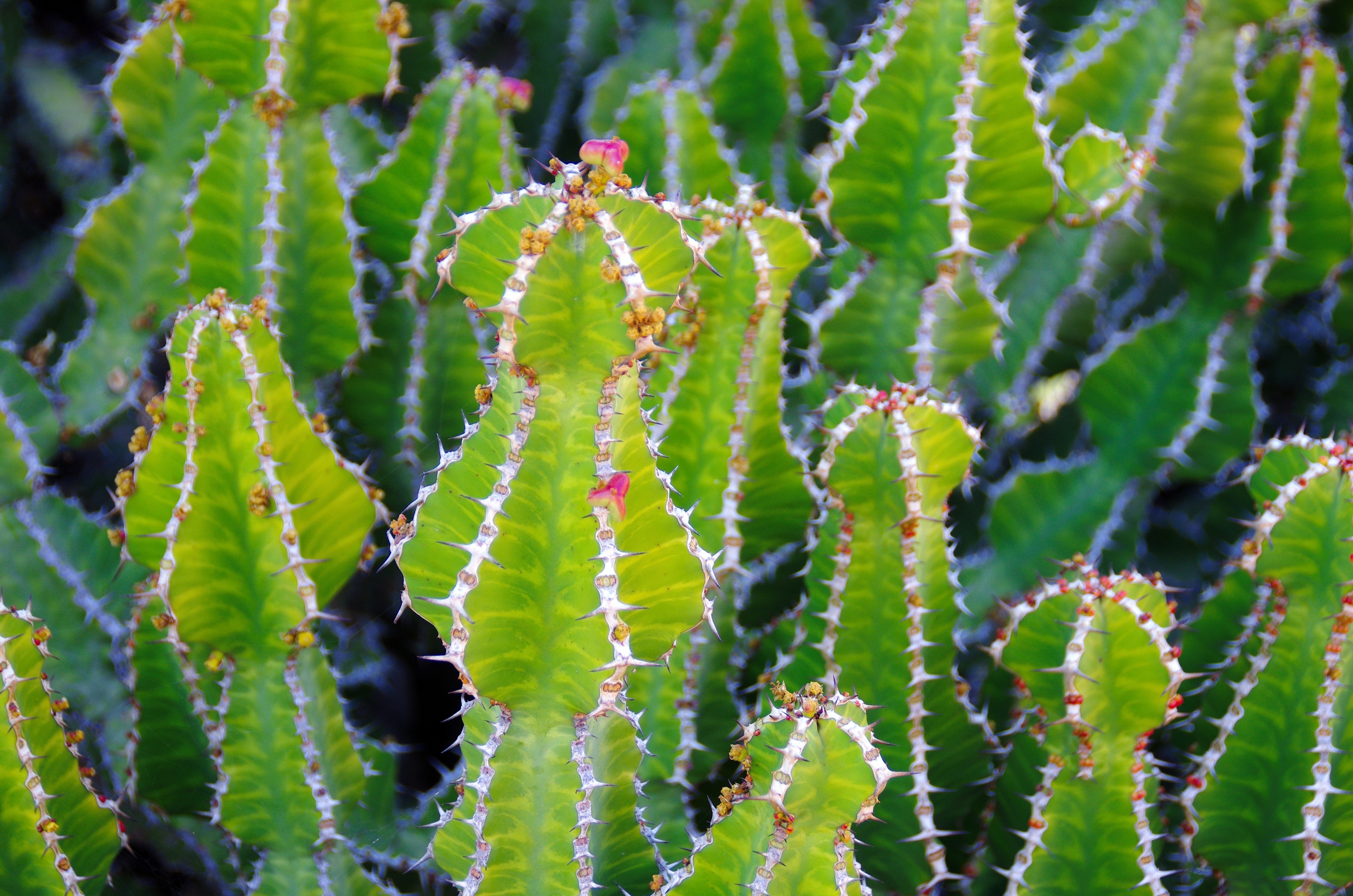 green cactus lot