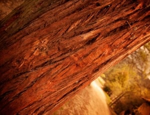 closeup photo of tree thumbnail