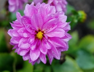 purple multi petaled flower thumbnail