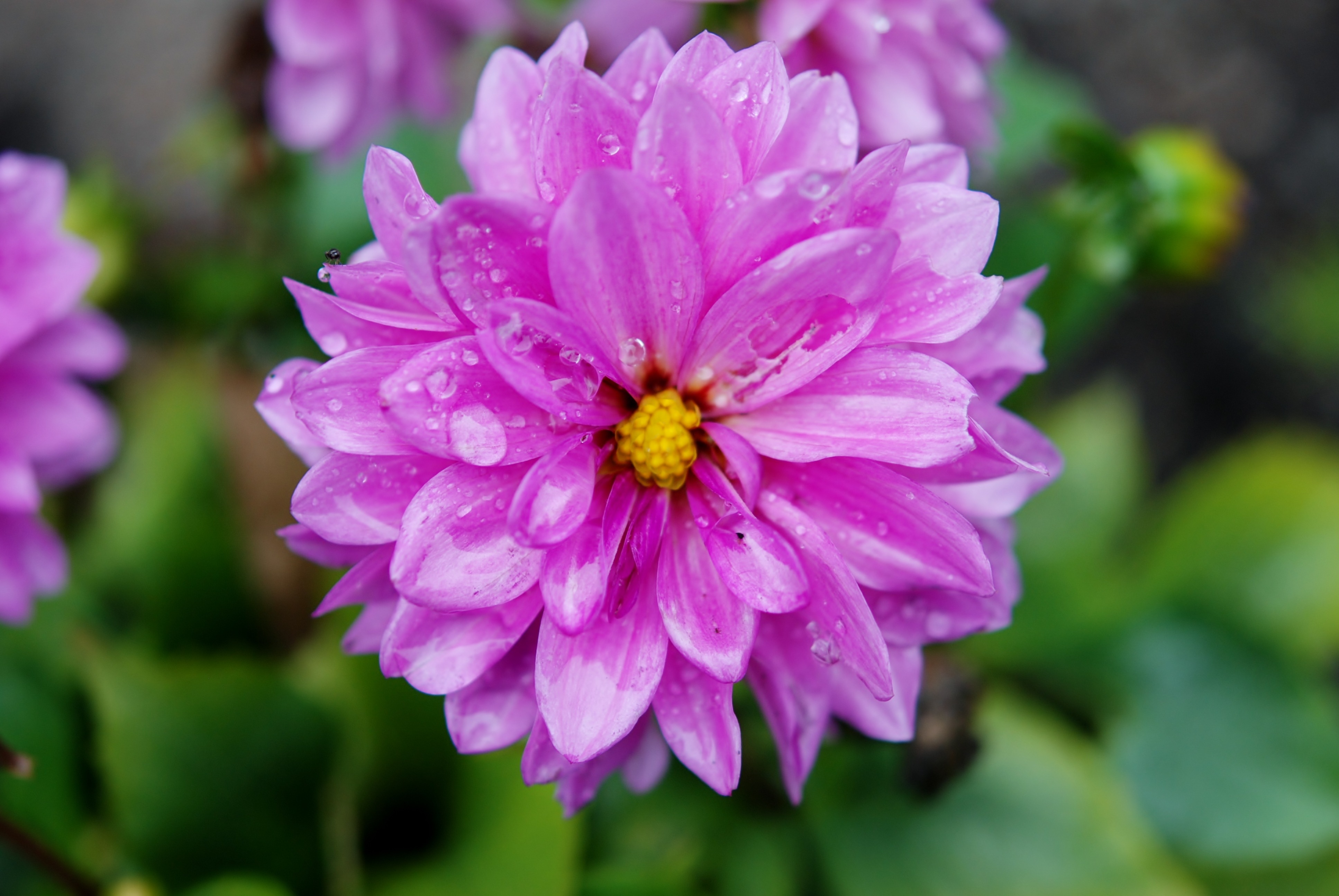purple multi petaled flower