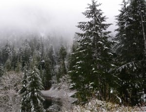 snow covered pine trees thumbnail