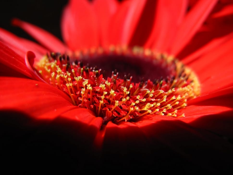 red petaled flower preview