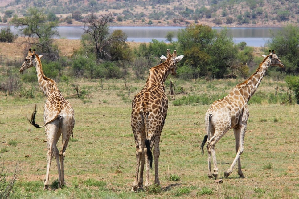 3 giraffes preview