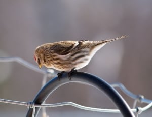 brown and white feathered bird thumbnail