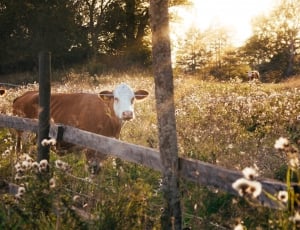 two white-and-brown cows on white petaled flower garden during daytime thumbnail