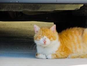 orange and white tabby cat thumbnail