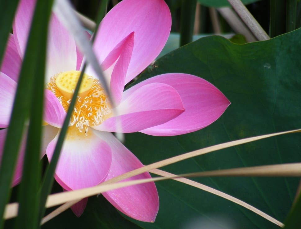 pink and white flower near green leaf preview