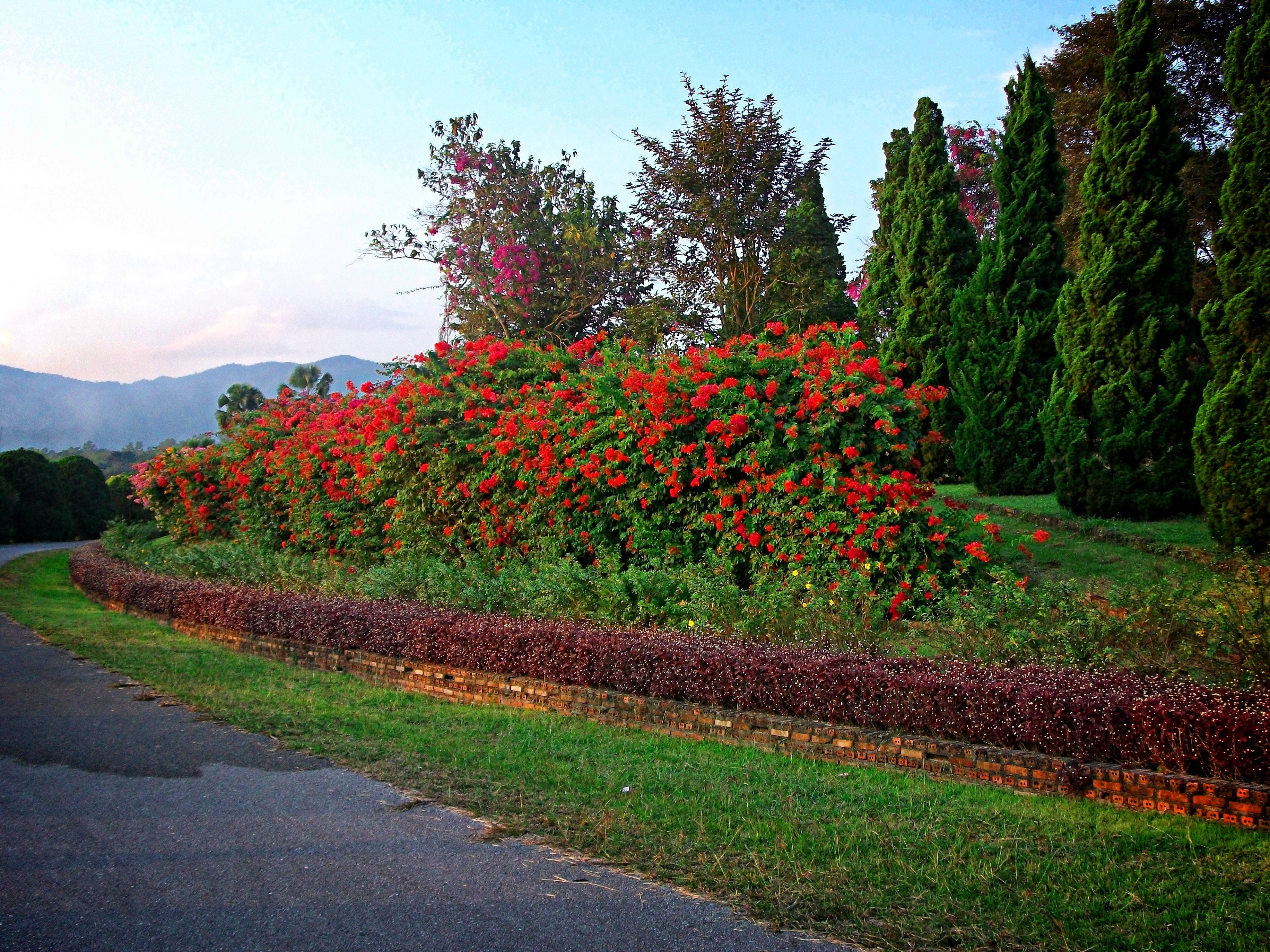 red flower garden
