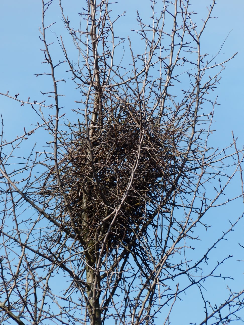 bird nest preview