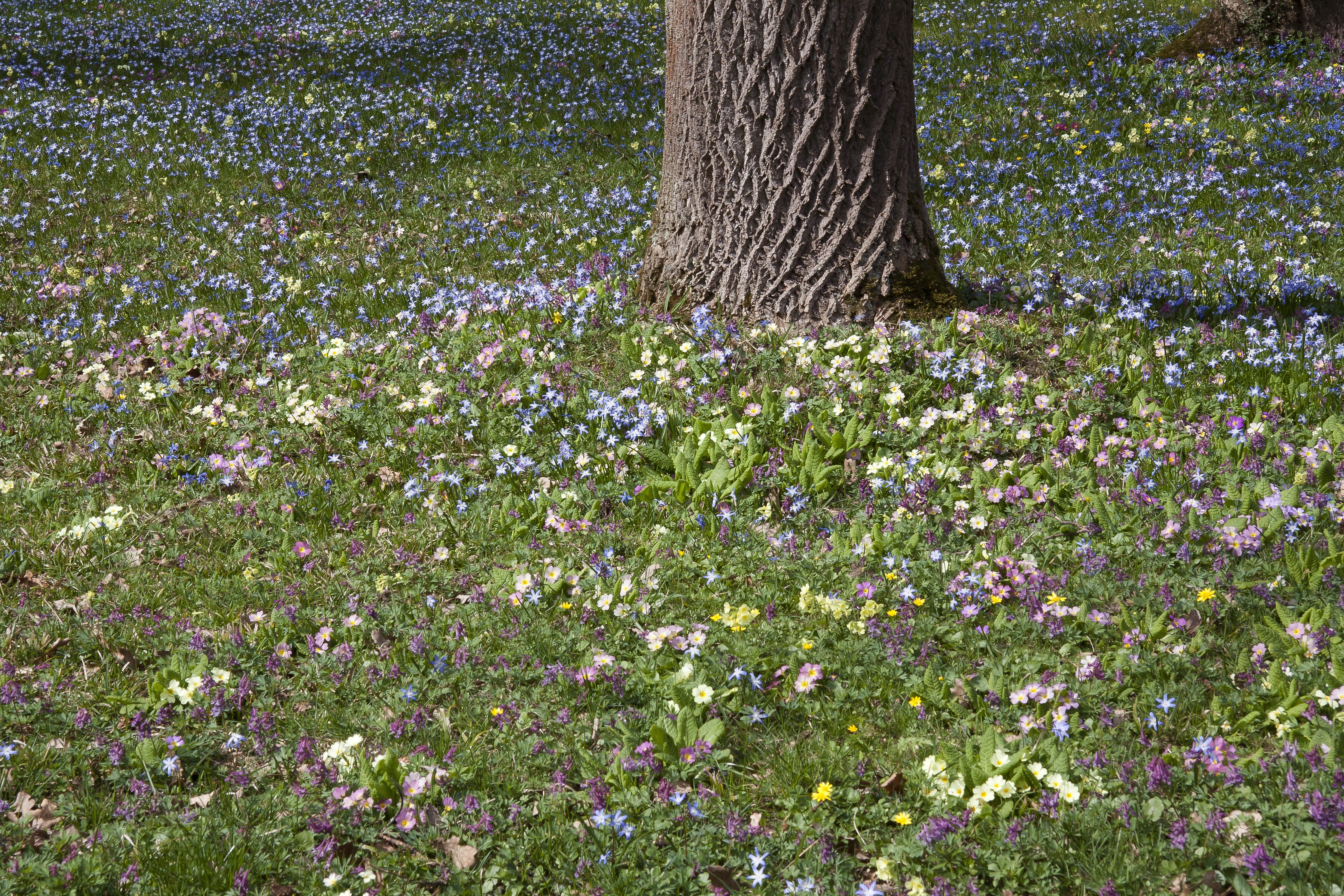 green grass and petaled flowers